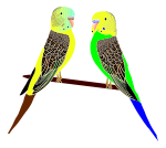 Parakeets Illustration